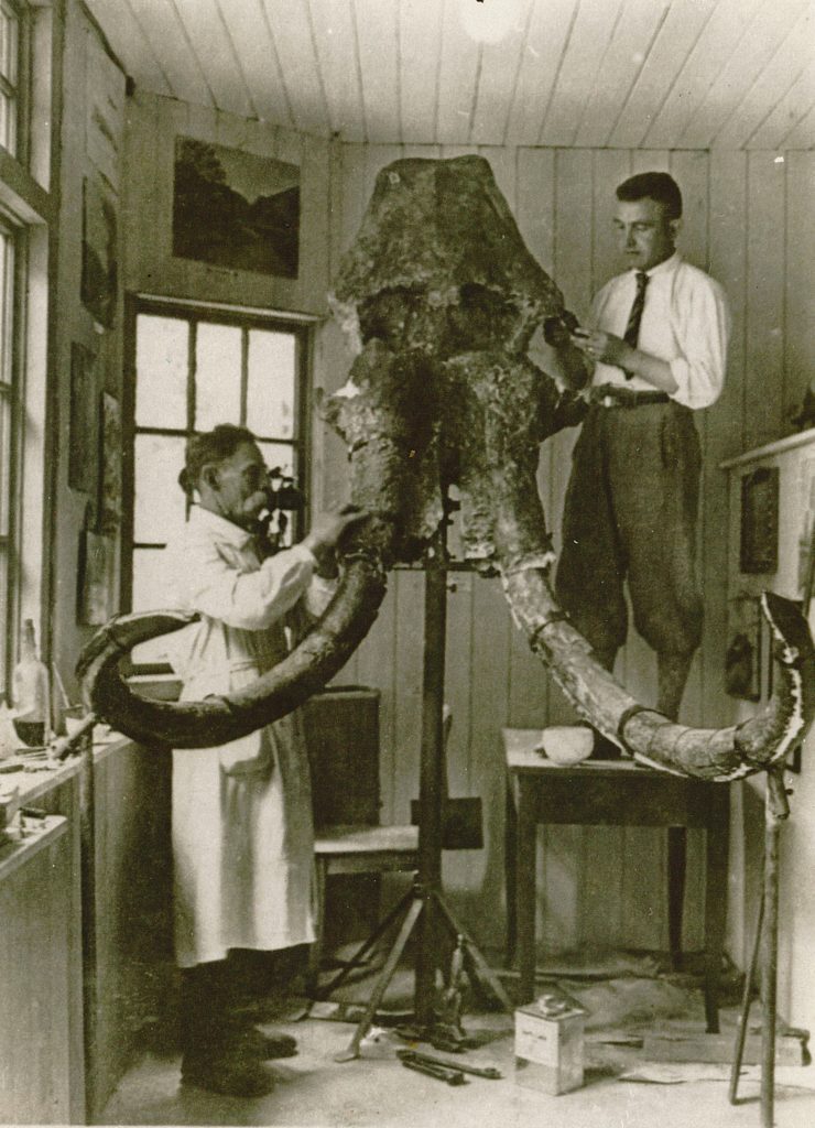 Abb. 11 - Mammutschädel während der Präparation durch Gustav Adolf Spengler und Sohn