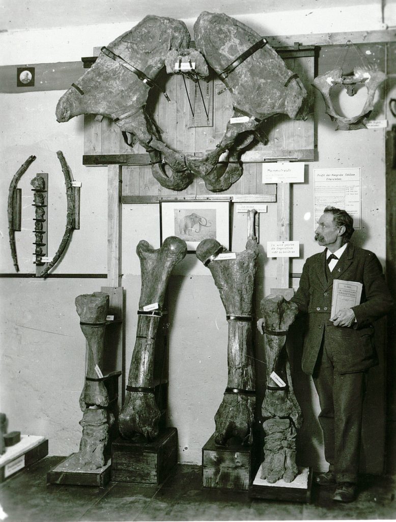 Abb. 22 - Gustav Adolf Spengler mit Hinterbeinen und Becken des Mammuts in seinem Privatmuseum